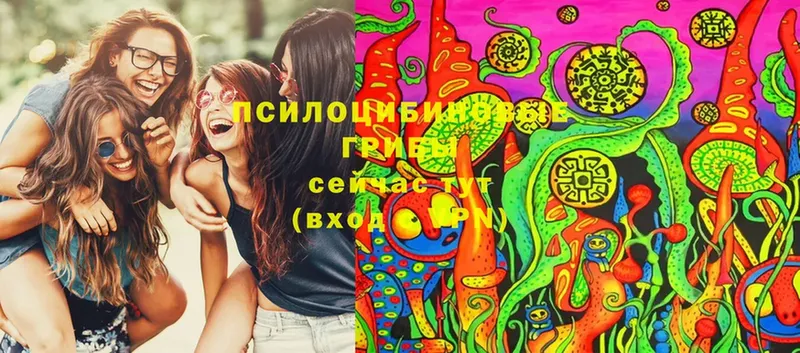 Псилоцибиновые грибы Cubensis  Жиздра 